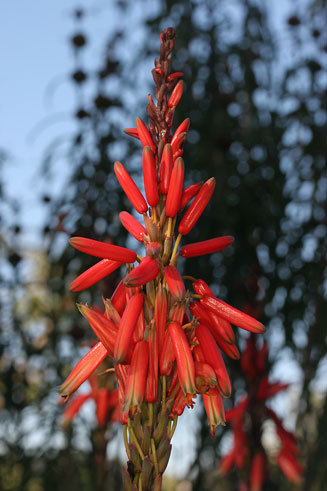 Aloe succotrina (Fynbos aloe)