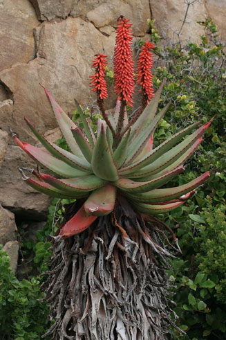 Aloe ferox 