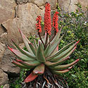 Aloe ferox