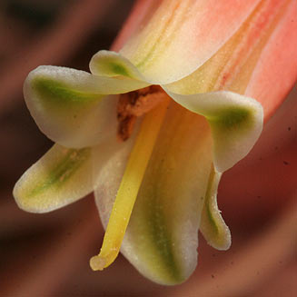 Aloe perfoliata