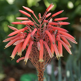 Aloe perfoliata