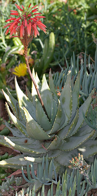 Aloe perfoliata
