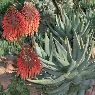 Aloe comptonii