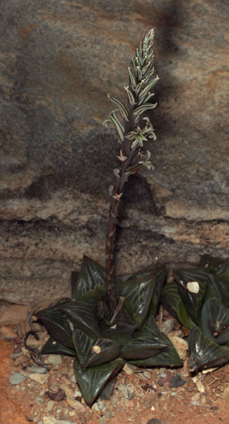 Haworthia retusa