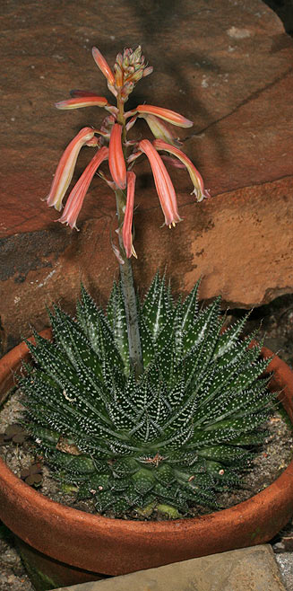 Aloe aristata