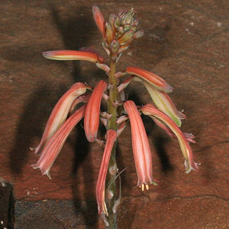 Aloe aristata