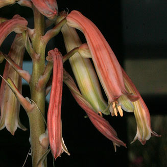 Aloe aristata