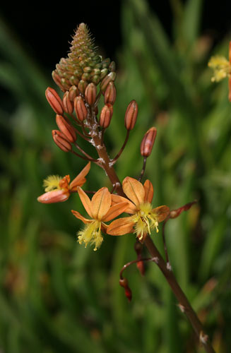 Bulbine frutescens