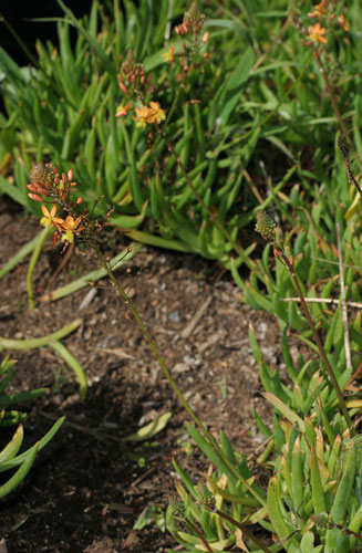 Bulbine frutescens