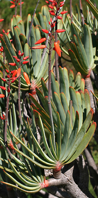 Aloe plicatilis