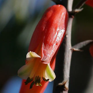 Aloe plicatilis