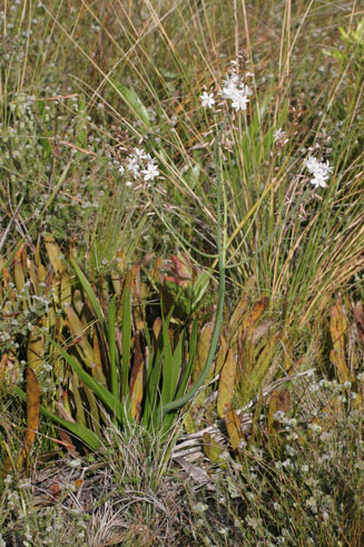 Trachyandra hirsuta