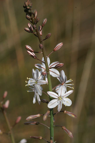 Trachyandra hirsuta