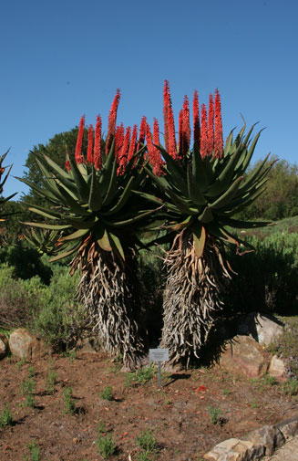 Aloe arborescens