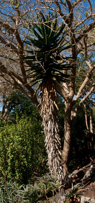 Aloe rupestris 