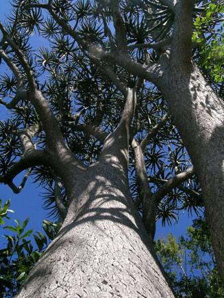 Aloe barberae (Eastern tree aloe)
