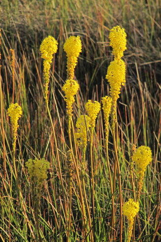 Bulbinella nutans