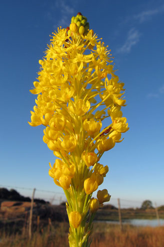 Bulbinella nutans