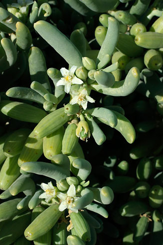 Augea capensis