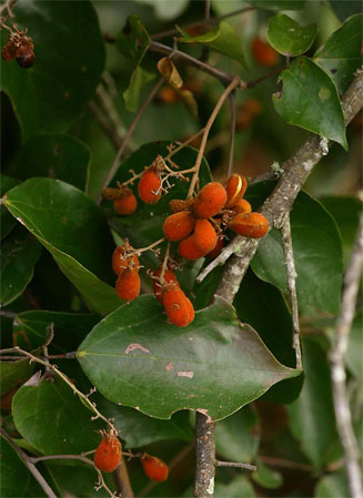 Agelaea pentagyna