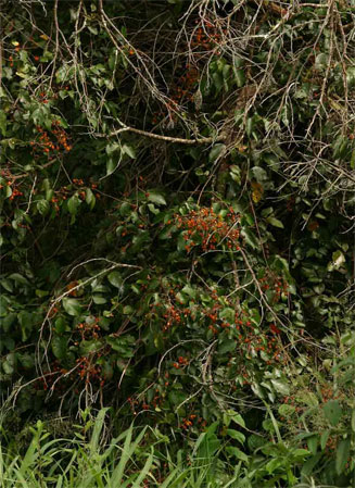 Agelaea pentagyna