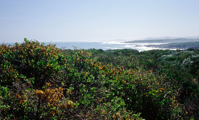 Zygophyllum morgsana 