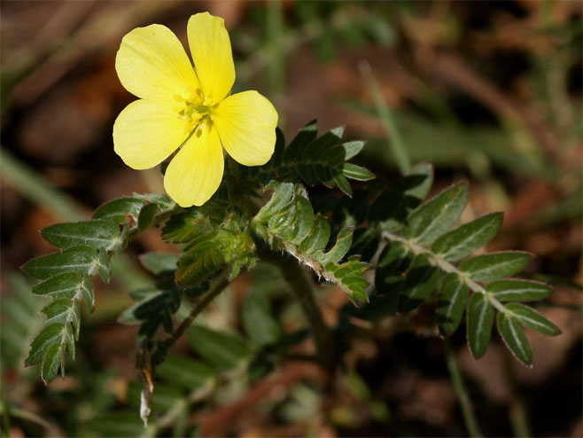 Tribulus terrestris (Devil's thorn, Dubbeltjie)