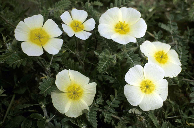 Tribulus zeyheri