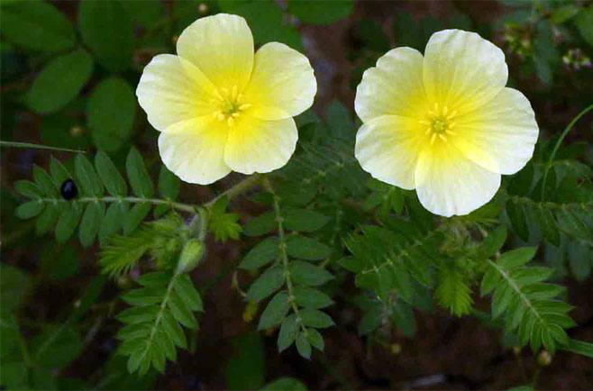 Tribulus zeyheri