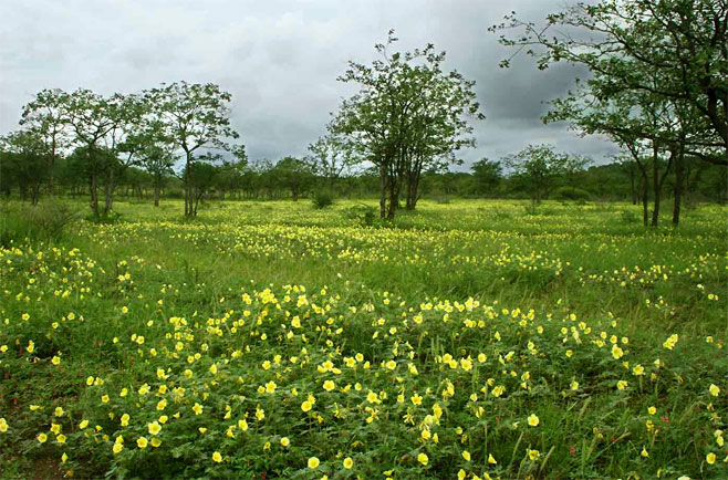 Tribulus zeyheri