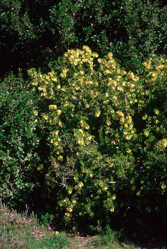Zygophyllum morgsana  