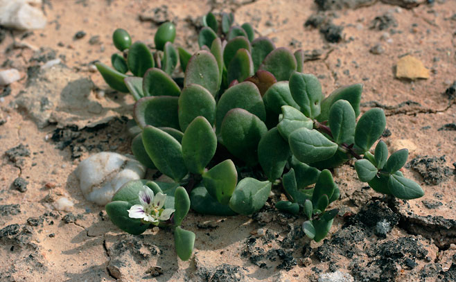 Zygophyllum leptopetalum  