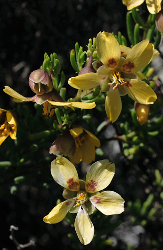 Zygophyllum spinosum
