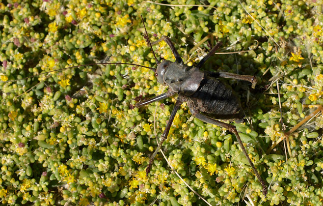 Zygophyllum simplex 