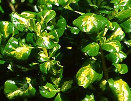 Coprosma repens 