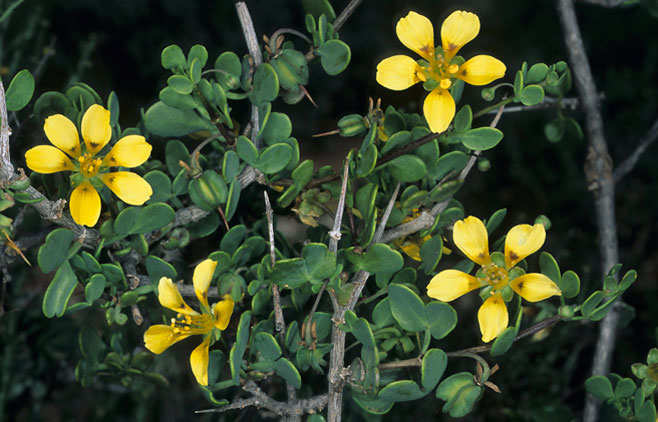 Zygophyllum lichtensteinianum 
