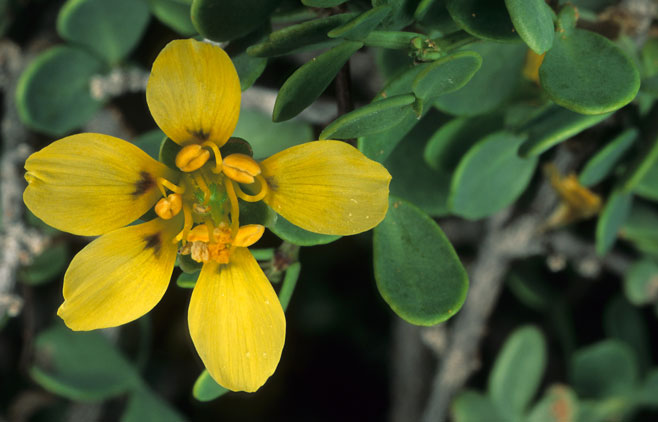 Zygophyllum lichtensteinianum 