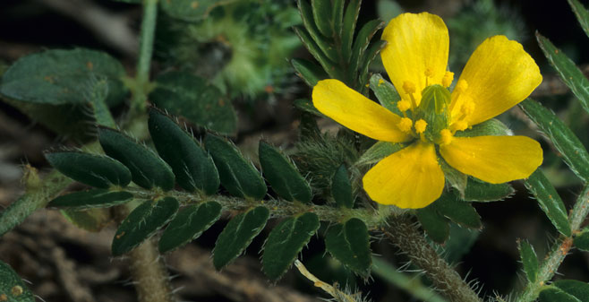Tribulus terrestris (Devil's thorn, Dubbeltjie)