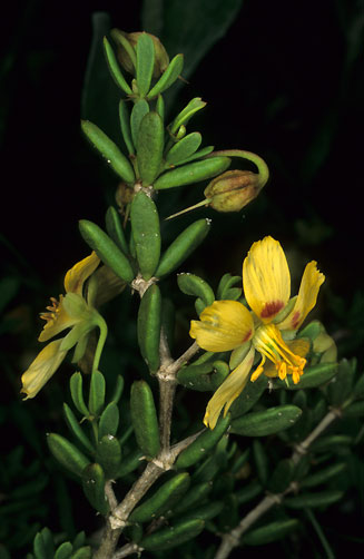 Zygophyllum spinosum