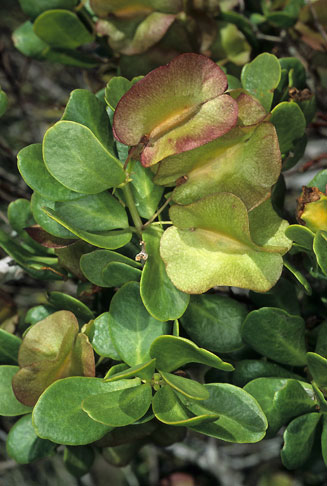 Zygophyllum morgsana  