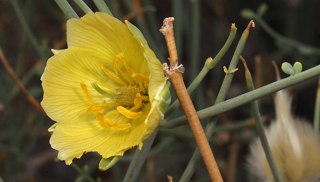Sisyndite lanata