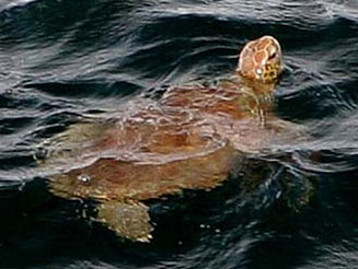 Chelonia mydas (Green turtle)