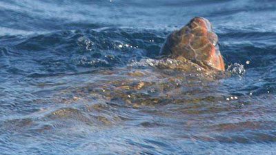 Caretta caretta (Loggerhead turtle)