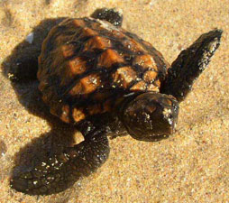 Caretta caretta (Loggerhead turtle)
