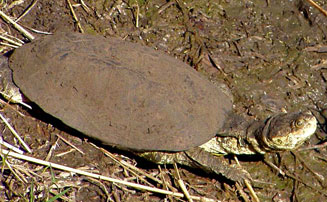 Pelomedusa subrufa (Marsh terrapin, Helmeted terrapin)