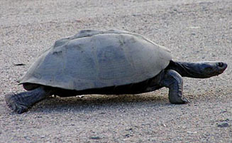 Pelusios sinuatus (Serrated terrapin) 