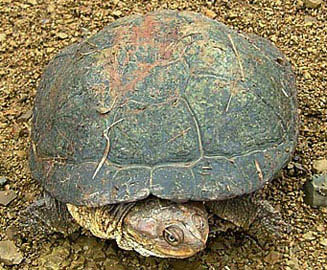 Pelomedusa subrufa (Marsh terrapin, Helmeted terrapin)