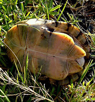 Pelusios castanoides (Yellow-bellied terrapin) 