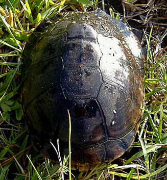 Pelusios castanoides (Yellow-bellied terrapin) 