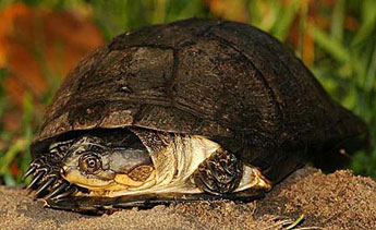 Pelusios rhodesianus (Black-bellied terrapin) 